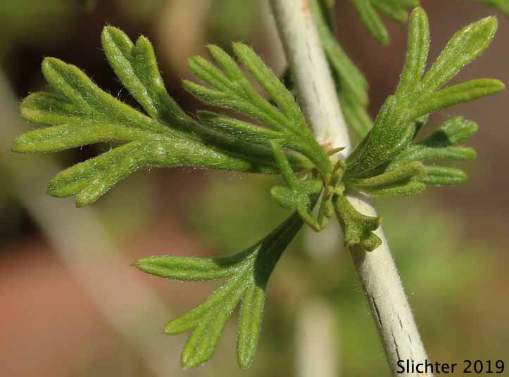 Stem leaf of Apache Plume: Fallugia paradoxa