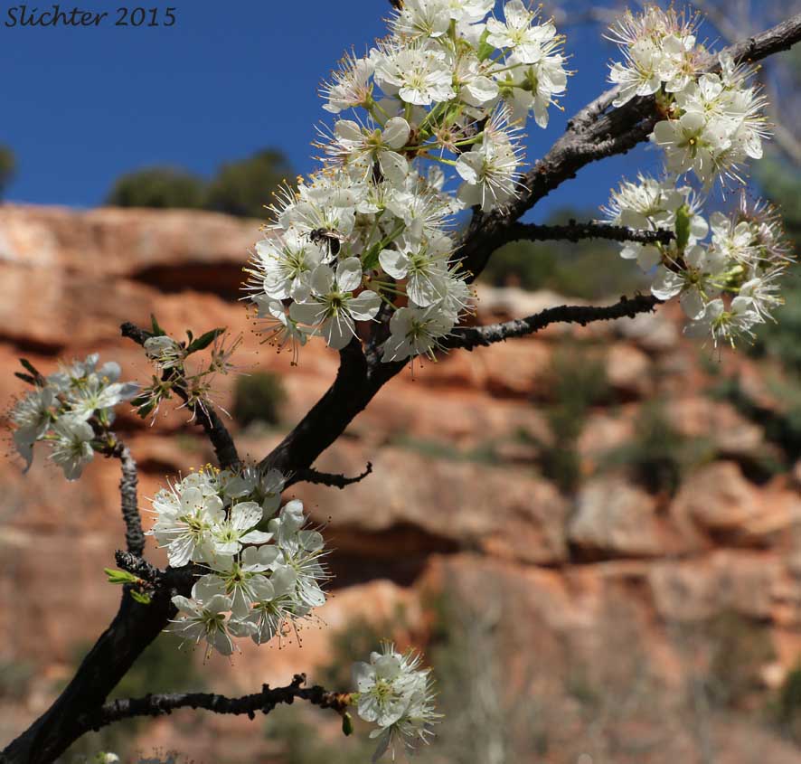 Bittercherry, Bitter Cherry: Prunus emarginata var. emarginata