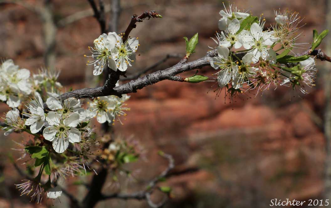 Bittercherry, Bitter Cherry: Prunus emarginata var. emarginata