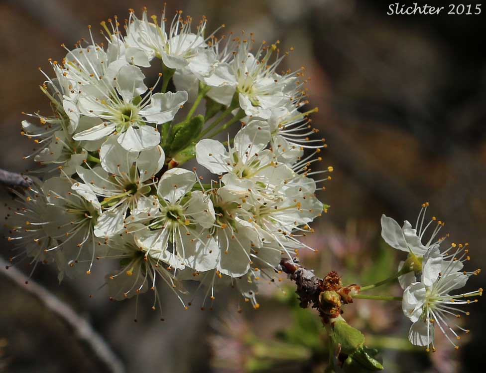Bittercherry, Bitter Cherry: Prunus emarginata var. emarginata