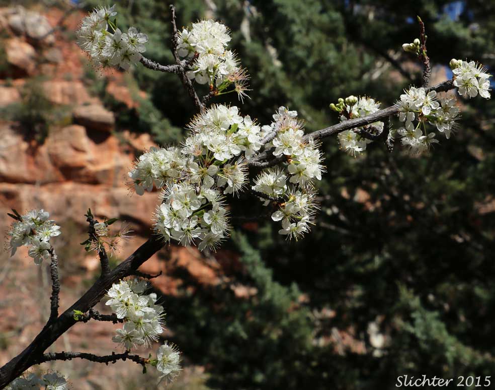 Bittercherry, Bitter Cherry: Prunus emarginata var. emarginata