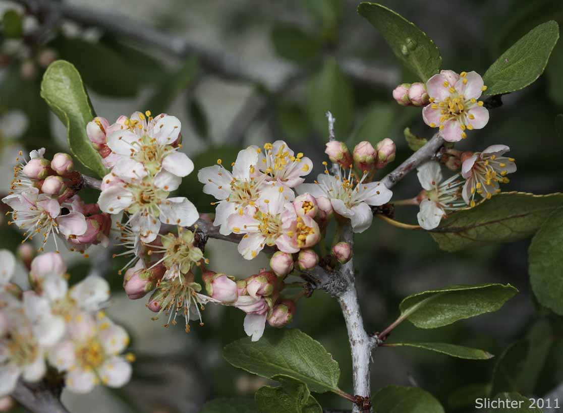 Desert Apricot: Prunus fremontii
