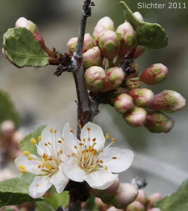 Desert Apricot: Prunus fremontii