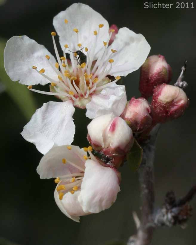 Desert Apricot: Prunus fremontii