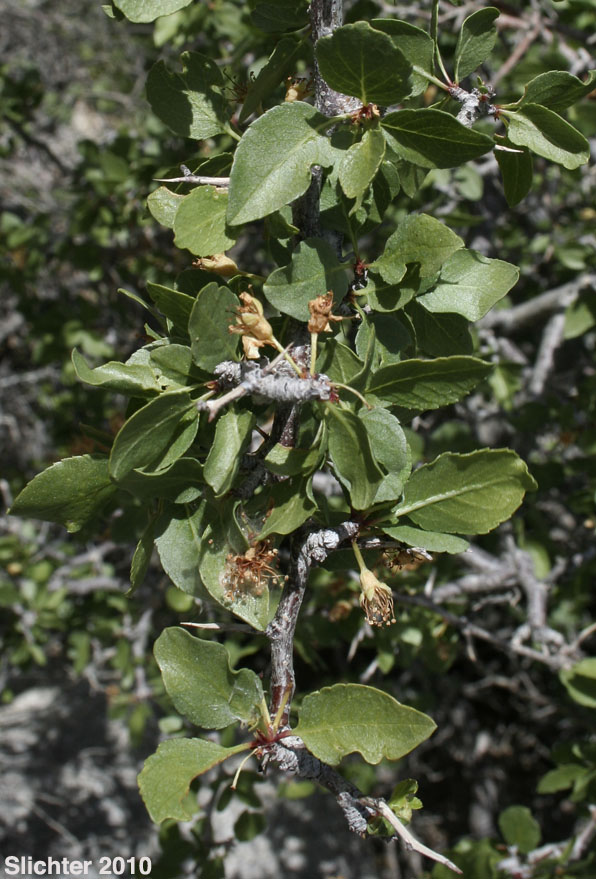Desert Apricot: Prunus fremontii