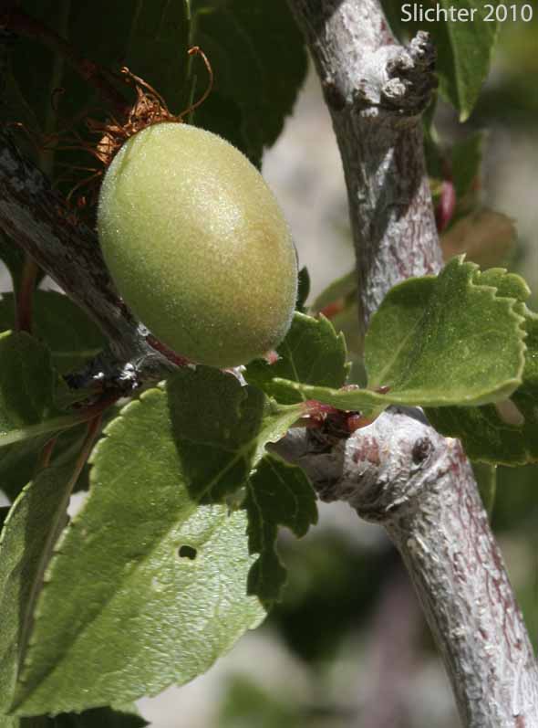 Maturing fruits of Desert Apricot: Prunus fremontii