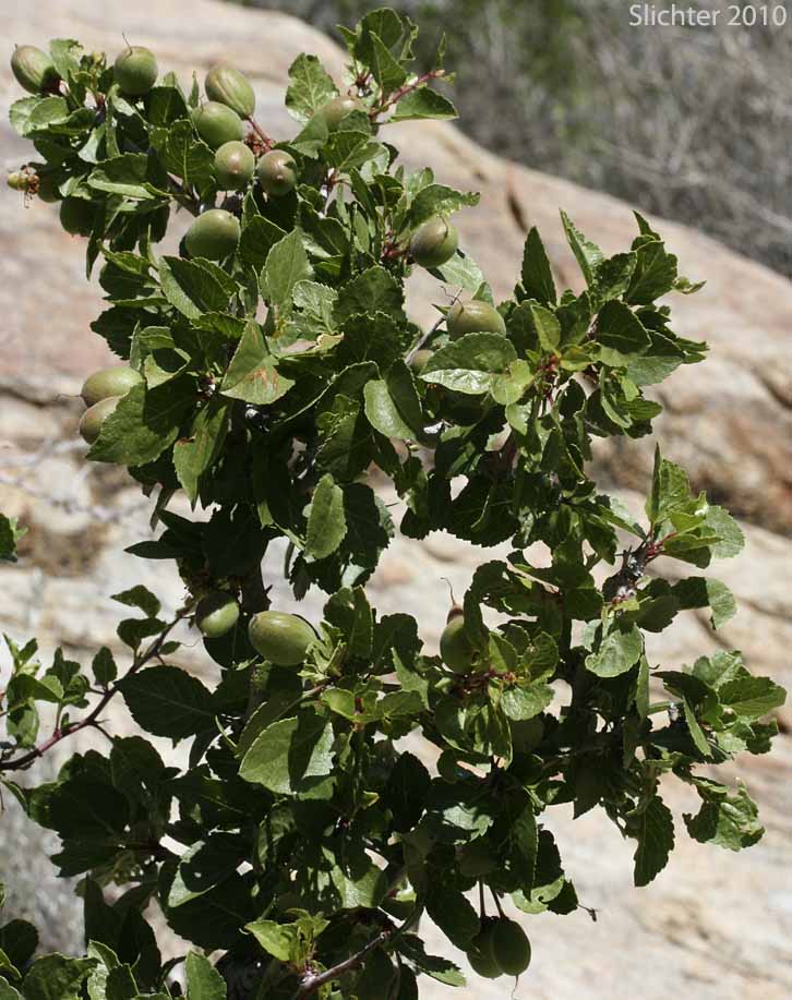 Desert Apricot: Prunus fremontii