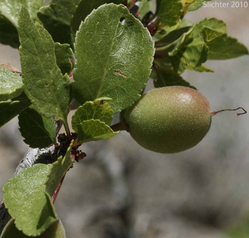 Maturing fruit of Desert Apricot: Prunus fremontii