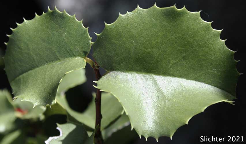 Islay, Hollyleaf Cherry, Holly-leaf Cherry: Prunus ilicifolia ssp. ilicifolia
