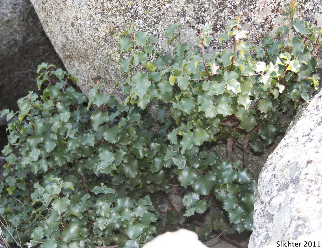 Islay, Hollyleaf Cherry, Holly-leaf Cherry: Prunus ilicifolia ssp. ilicifolia
