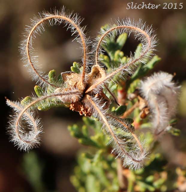 Achenes of Mexican Cliffrose, Cliff Rose, Quinine Bush: Purshia stansburyana (Synonyms: Cowania mexicana, Cowania mexicana var. stansburyana, Purshia mexicana var. stansburyana)