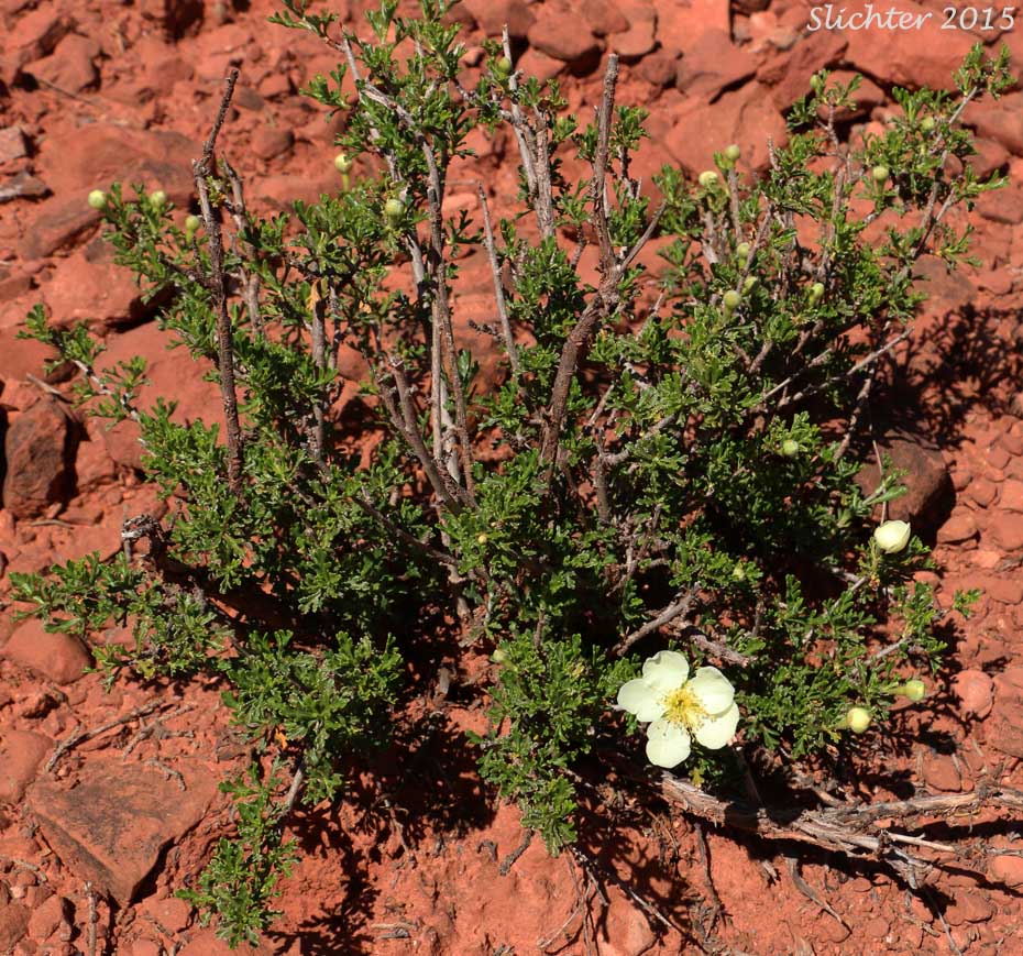Mexican Cliffrose, Cliff Rose, Quinine Bush: Purshia stansburyana (Synonyms: Cowania mexicana, Cowania mexicana var. stansburyana, Purshia mexicana var. stansburyana)