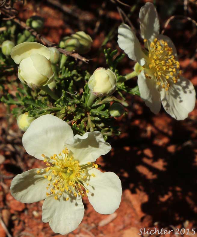 Mexican Cliffrose, Cliff Rose, Quinine Bush: Purshia stansburyana (Synonyms: Cowania mexicana, Cowania mexicana var. stansburyana, Purshia mexicana var. stansburyana)