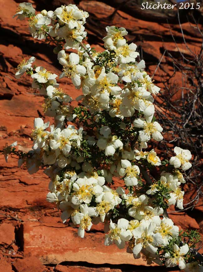 Mexican Cliffrose, Cliff Rose, Quinine Bush: Purshia stansburyana (Synonyms: Cowania mexicana, Cowania mexicana var. stansburyana, Purshia mexicana var. stansburyana)