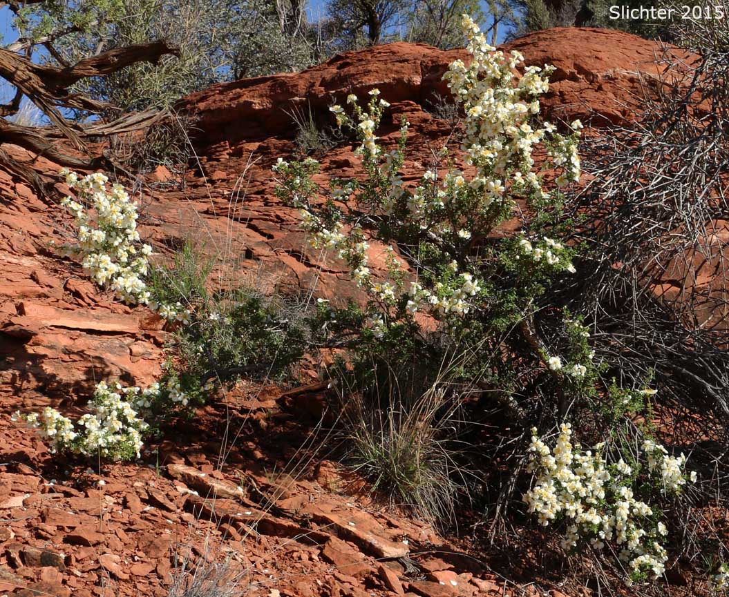 Mexican Cliffrose, Cliff Rose, Quinine Bush: Purshia stansburyana (Synonyms: Cowania mexicana, Cowania mexicana var. stansburyana, Purshia mexicana var. stansburyana)
