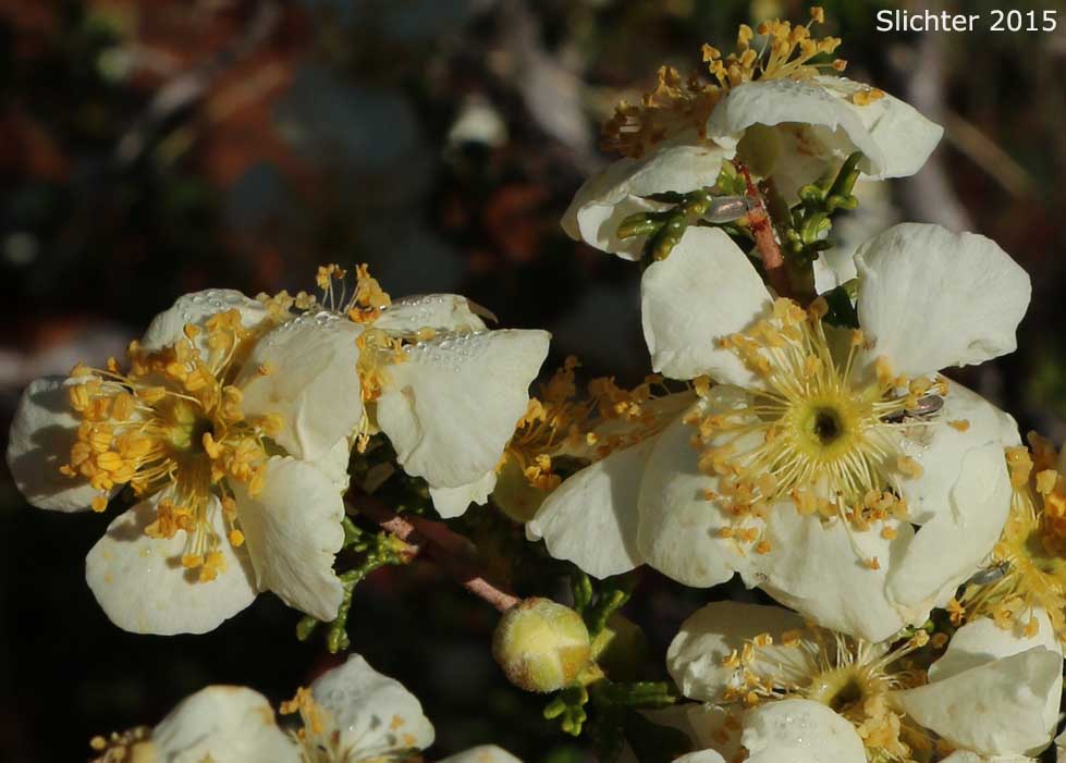 Mexican Cliffrose, Cliff Rose, Quinine Bush: Purshia stansburyana (Synonyms: Cowania mexicana, Cowania mexicana var. stansburyana, Purshia mexicana var. stansburyana)