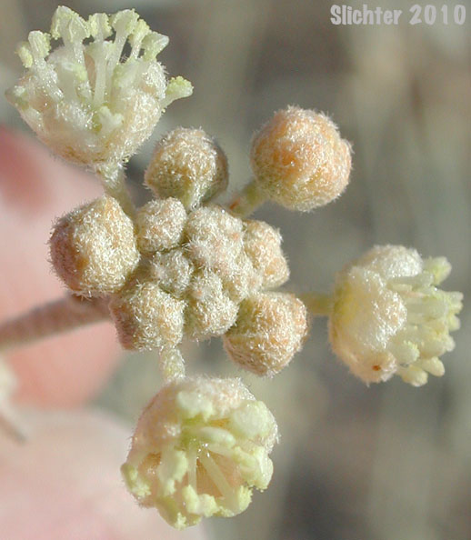 California Croton, Desert Croton: Croton californicus (Synonyms: Croton californicus var. mohavensis, Croton californicus var. tenuis)