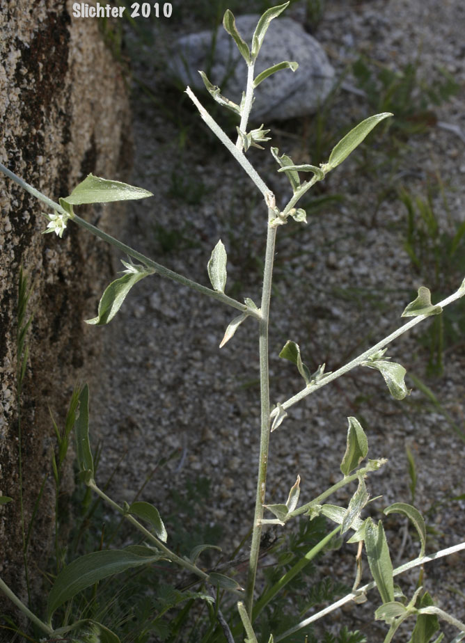 Lance-leaved Ditaxis, Narrowleaf Ditaxis, Narrowleaf Silverbush: Ditaxis lanceolata (Synonym: Argythamnia lanceolata)