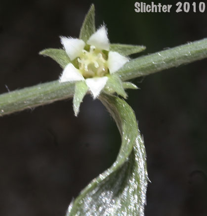 Lance-leaved Ditaxis, Narrowleaf Ditaxis, Narrowleaf Silverbush: Ditaxis lanceolata (Synonym: Argythamnia lanceolata)
