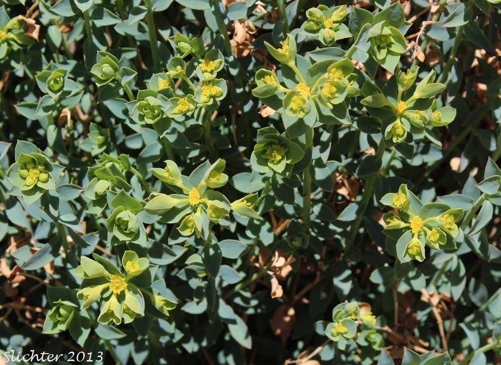 Mojave Spurge: Euphorbia schizoloba (Synonyms: Euphorbia incisa, Euphorbia incisa var. incisa, Euphorbia incisa var. mollis, Tithymalus incisa var. incisa, Tithymalus incisa var. mollis)