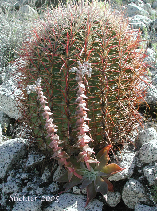 Arizona Chalk Dudleya: Dudleya arizonica (Synonym: Dudleya pulverulenta ssp. arizonica)
