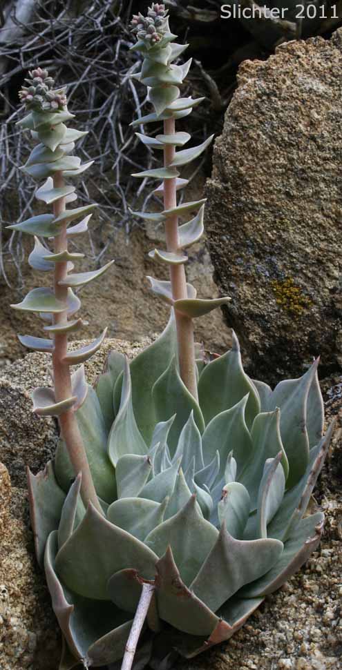 Arizona Chalk Dudleya: Dudleya arizonica (Synonym: Dudleya pulverulenta ssp. arizonica)