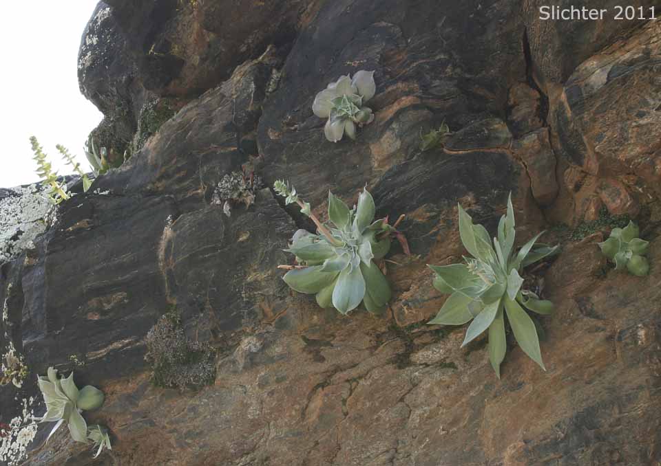 Habitat of Arizona Chalk Dudleya: Dudleya arizonica (Synonym: Dudleya pulverulenta ssp. arizonica)