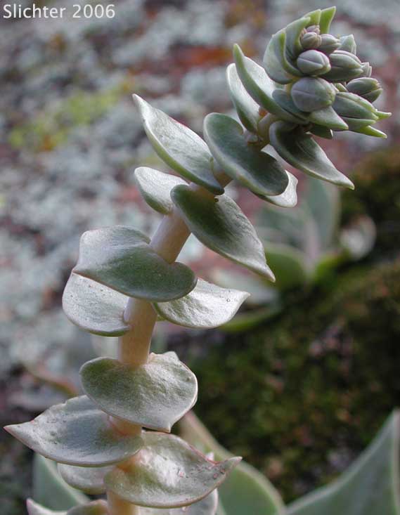 Arizona Chalk Dudleya: Dudleya arizonica (Synonym: Dudleya pulverulenta ssp. arizonica)