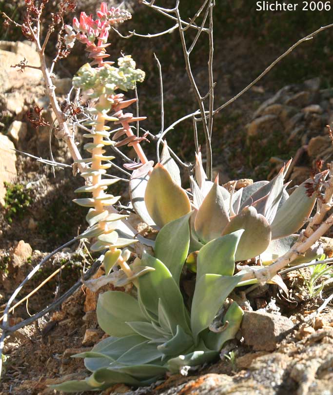 Arizona Chalk Dudleya: Dudleya arizonica (Synonym: Dudleya pulverulenta ssp. arizonica)