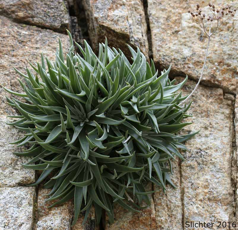 Panamint Liveforever, Desert Dudleya: Dudleya saxosa var. aloides (Synonyms: Dudleya alainae, Dudleya alainiae, Dudleya delicata, Dudleya grandiflora)