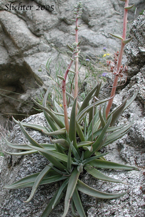 Panamint Liveforever, Desert Dudleya: Dudleya saxosa var. aloides (Synonyms: Dudleya alainae, Dudleya alainiae, Dudleya delicata, Dudleya grandiflora)