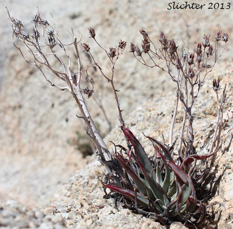 Panamint Liveforever, Desert Dudleya: Dudleya saxosa var. aloides (Synonyms: Dudleya alainae, Dudleya alainiae, Dudleya delicata, Dudleya grandiflora)