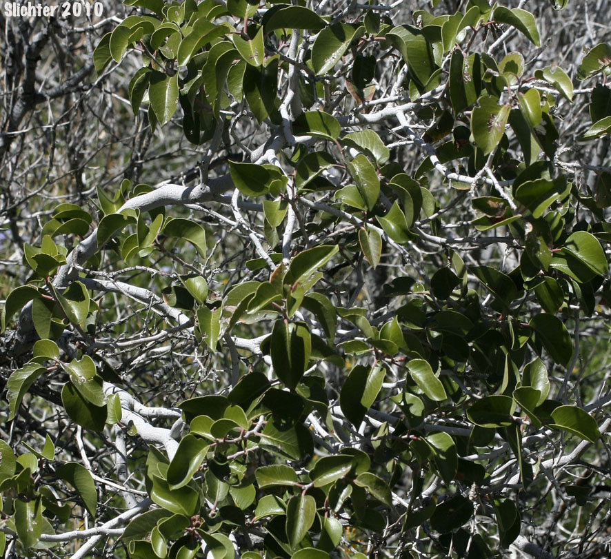 Sugar Bush, Sugar Sumac: Rhus ovata (Synonym: Rhus ovata var. traskiae)