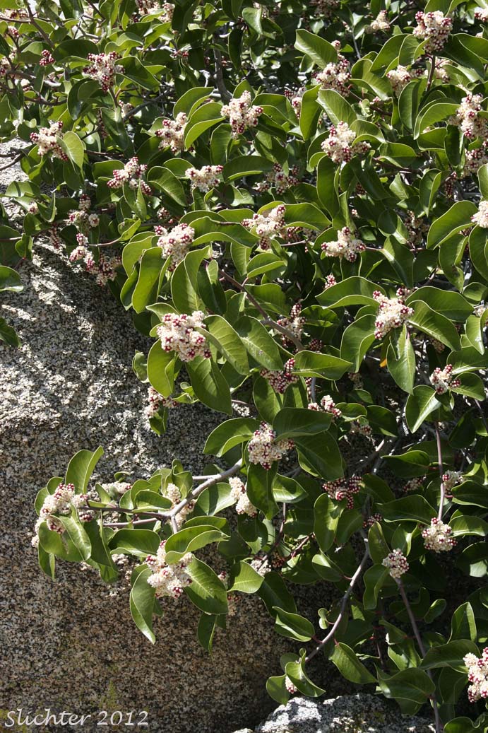 Sugar Bush, Sugar Sumac: Rhus ovata (Synonym: Rhus ovata var. traskiae)