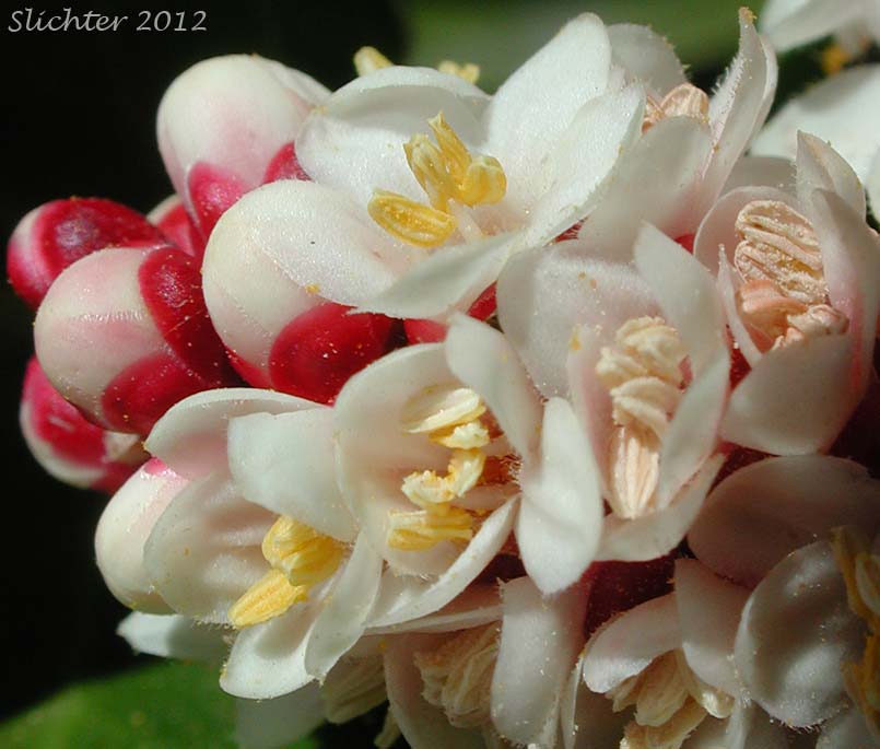 Close-up of the inflorescence of Sugar Bush, Sugar Sumac: Rhus ovata (Synonym: Rhus ovata var. traskiae)