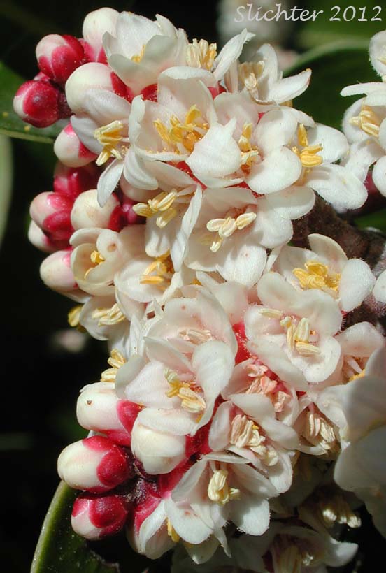 Close-up of the inflorescence of Sugar Bush, Sugar Sumac: Rhus ovata (Synonym: Rhus ovata var. traskiae)
