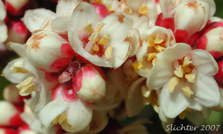 Close-up of the flowers of Sugar Bush, Sugar Sumac: Rhus ovata (Synonym: Rhus ovata var. traskiae)