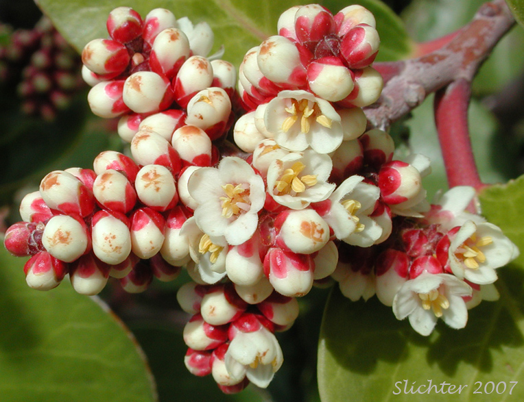 Inflorescence of Sugar Bush, Sugar Sumac: Rhus ovata (Synonym: Rhus ovata var. traskiae)