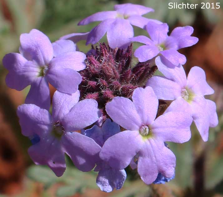 Inflorescence of Dakota Mock Vervain, Purple Prairie Verbena: Glandularia bipinnatifida var. bipinnatifida (Synonyms: Verbena bipinnatifida, Verbena demareei)