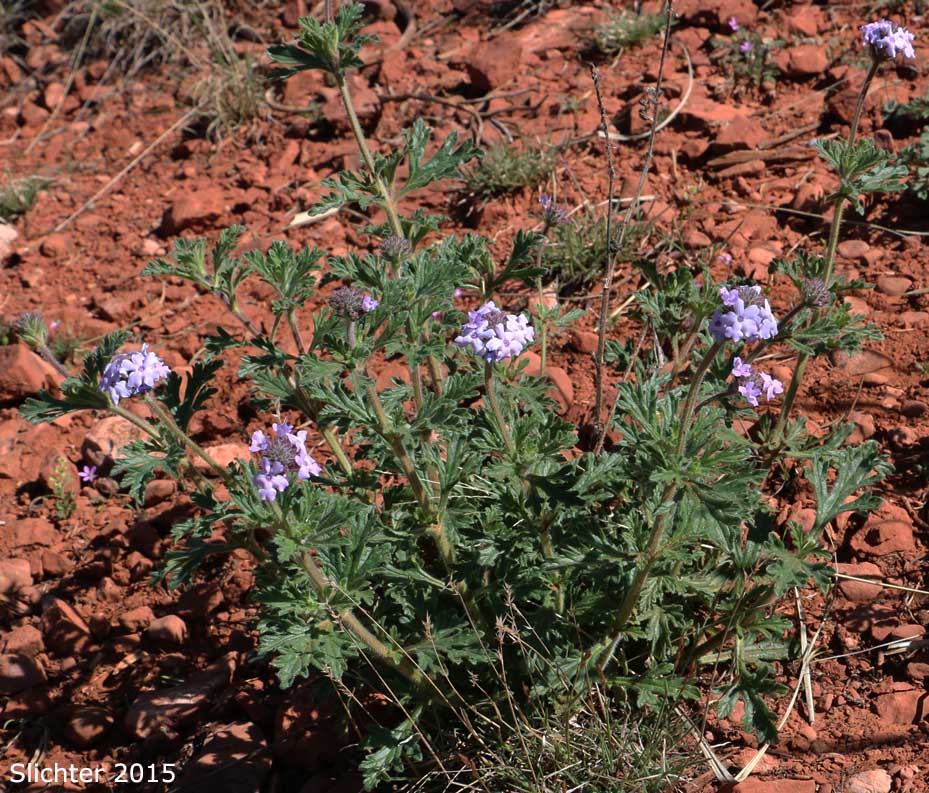 Dakota Mock Vervain, Purple Prairie Verbena: Glandularia bipinnatifida var. bipinnatifida (Synonyms: Verbena bipinnatifida, Verbena demareei)