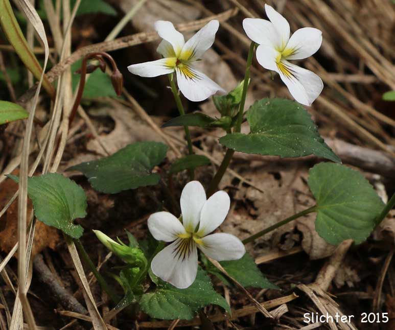 Canada White Violet, Canadian White Violet, Tall White Violet: Viola canadensis var. canadensis (Synonyms: Viola canadensis var. pubens; Viola canadensis var. rydbergii; Viola canadensis var. scariosa; Viola geminiflora; Viola muriculata; Viola neomexicana; Viola rydbergii)