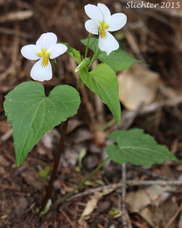 Canada White Violet, Canadian White Violet, Tall White Violet: Viola canadensis var. canadensis (Synonyms: Viola canadensis var. pubens; Viola canadensis var. rydbergii; Viola canadensis var. scariosa; Viola geminiflora; Viola muriculata; Viola neomexicana; Viola rydbergii)