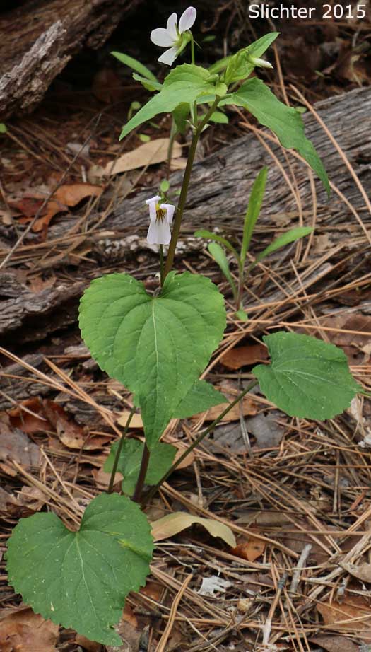 Canada White Violet, Canadian White Violet, Tall White Violet: Viola canadensis var. canadensis (Synonyms: Viola canadensis var. pubens; Viola canadensis var. rydbergii; Viola canadensis var. scariosa; Viola geminiflora; Viola muriculata; Viola neomexicana; Viola rydbergii)