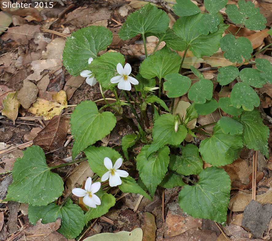 Canada White Violet, Canadian White Violet, Tall White Violet: Viola canadensis var. canadensis (Synonyms: Viola canadensis var. pubens; Viola canadensis var. rydbergii; Viola canadensis var. scariosa; Viola geminiflora; Viola muriculata; Viola neomexicana; Viola rydbergii)