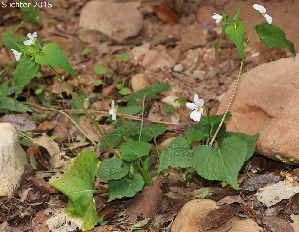 Canada White Violet, Canadian White Violet, Tall White Violet: Viola canadensis var. canadensis (Synonyms: Viola canadensis var. pubens; Viola canadensis var. rydbergii; Viola canadensis var. scariosa; Viola geminiflora; Viola muriculata; Viola neomexicana; Viola rydbergii)
