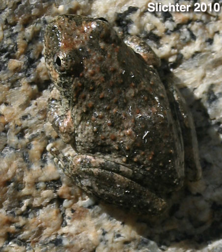 Baja California Tree Frogs (Pseudacris hypochondriaca hypochondriaca)