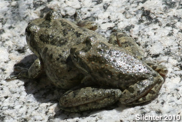 Baja California Tree Frogs (Pseudacris hypochondriaca hypochondriaca)