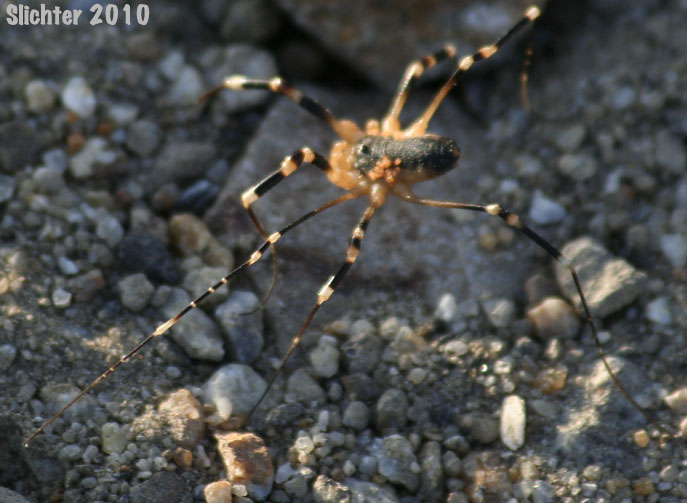 desert harvestman ?