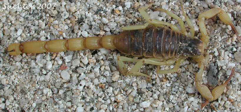 A large (dead) scorpion observed at Harper Wash, Anza-Borrego Desert State Park, CA.......March 26, 2006.