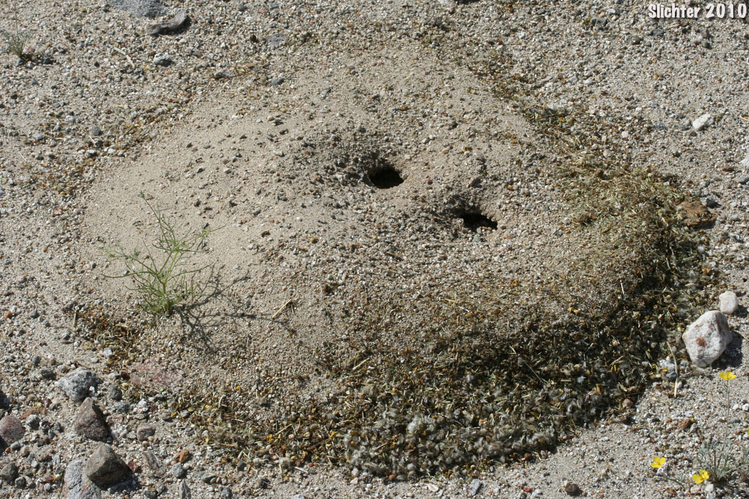 an ant hill in the desert wash at Hawk Canyon, Anza-Borrego Desert State Park, CA.....March, 30, 2010.